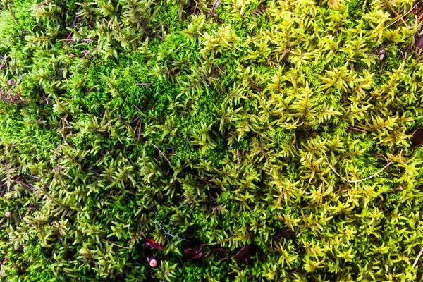 阳光明媚的森林中青苔的绿色地毯 — 图库照片