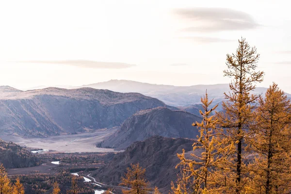Golden autumn in mountains. Panoramic view of mountain snow ridge and yellow larches. Travel Altai.