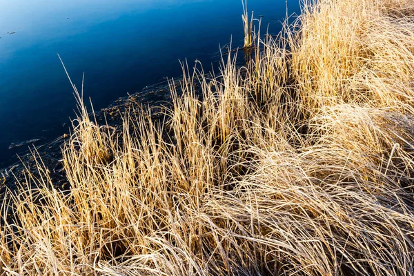 Gelbes Trockenes Gras See Herbstwetter Teich — Stockfoto