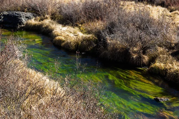 Flussbett Mit Grünalgen Wasser — Stockfoto