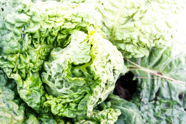 Savoy Cabbage Leaves Garden Makanan Sehat Untuk Vegetarian — Stok Foto