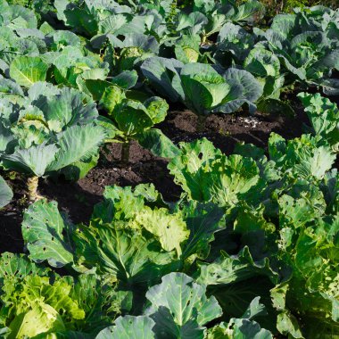 Genç lahana fideleri toprağa dikti. Bahçe, Bahçe çalışmalarında bahar.