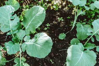 Bahar bahçesinde yerden taze lahana filizi