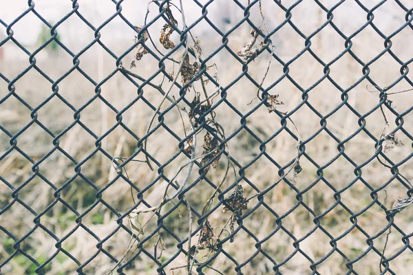 Kuru Bitki Ile Arka Plan Olarak Metal Örgü Zincir Bağlantı — Stok fotoğraf