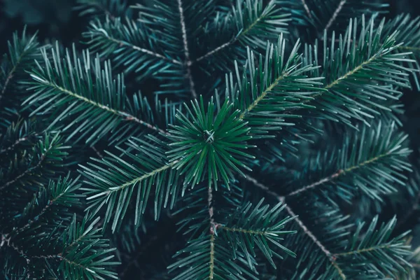 緑の松 トウヒ林の杉の枝 — ストック写真