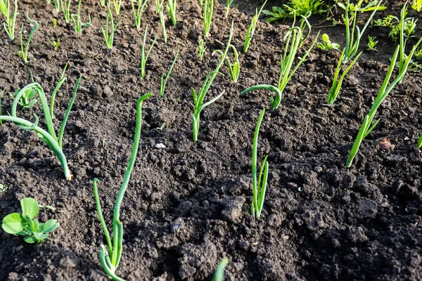 Fresh Garlic Onion Sprouts Grow Ground Gardening Harvest Garden Healthy — Stock Photo, Image