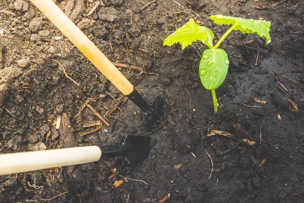 Junge Gurkensetzlinge Oder Zucchini Der Erde Gartengeräte Frühjahrsarbeit Garten Zur — Stockfoto