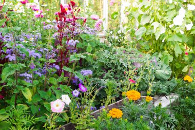 Wild flowers on flowerbed in garden on sunny day