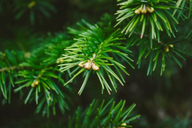 Yeşil çam, Ladin ağacı veya ormandaki sedir Şubesi.