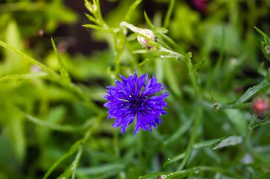 Yeşil çimüzerinde mor mısır çiçeği, bahçede çiçekçilik