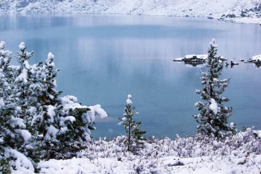 Winter forest on shore of mountain lake. Snow on pines, snowfall