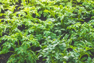 Patates yaprağı. Bahçede patates ekimi. Çiftlik vejetaryenler için sebze yetiştirir