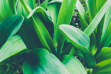 Bahar bahçesinde yeşil yaprakları lale unblown tomurcuk