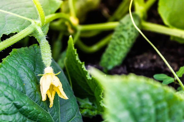 Germogli Freschi Cetriolo Crescono Serra Giardinaggio Coltivazione Verdure Contadino Coltiva — Foto Stock