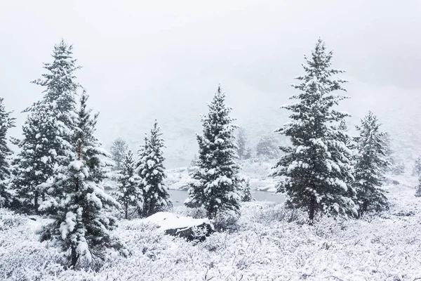 Сосны Снегом Зимнем Лесу — стоковое фото