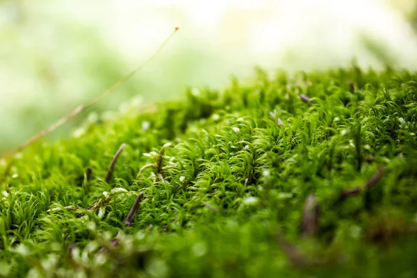 Alfombra Verde Musgo Bosque Soleado — Foto de Stock