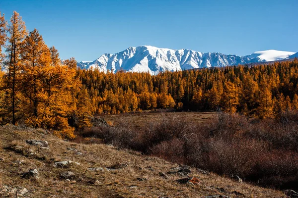 Golden autumn in mountains. Panoramic view of mountain snow ridge and yellow larches. Travel Altai.