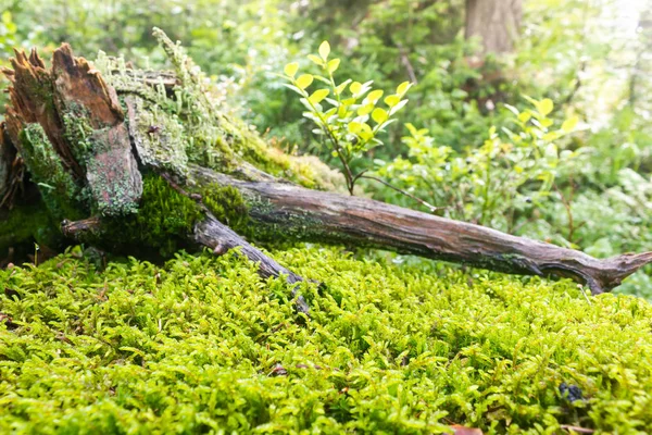 Viejo Muñón Musgo Verde Bosque Verano — Foto de Stock