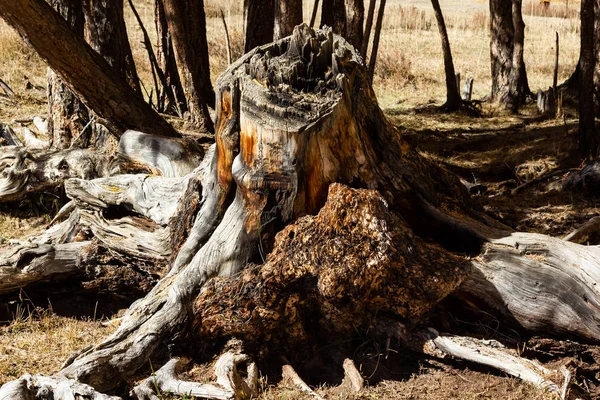 老木树桩在秋天的树林 — 图库照片