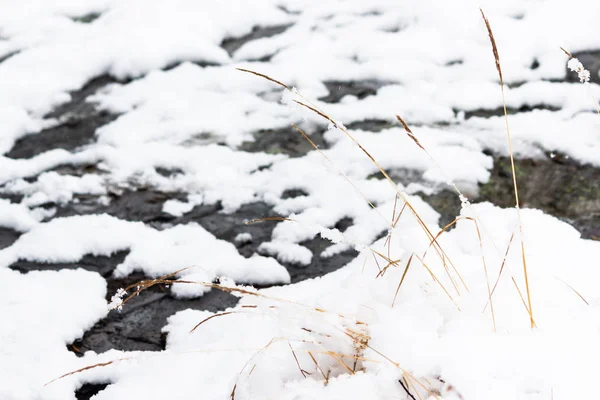 Herbe Sèche Sous Neige Sur Rive Rivière Hiver — Photo