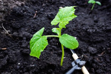Genç salatalık fidan veya kabak toprağa. Bahçecilik aletleri. Bahar bahçe dikim çalışmalarına.