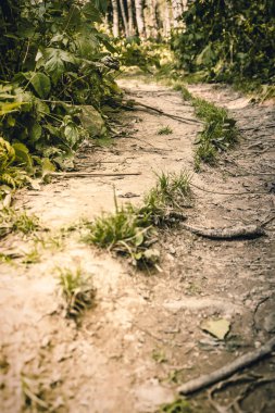 Ormanda iz. Geçiş Turizm, Hiking. Sağlıklı yaşam tarzı.