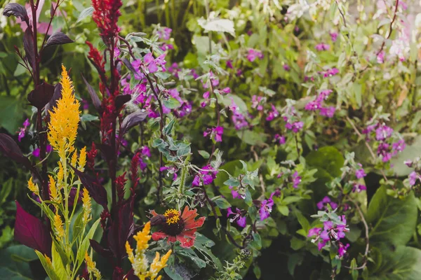 Wild Flowers Flowerbed Garden Sunny Day — Stock Photo, Image