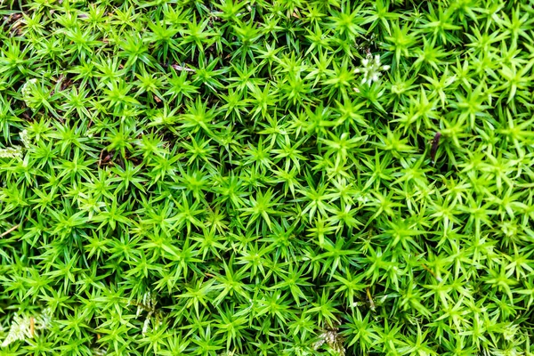 Green Carpet Moss Sunny Forest — Stock Photo, Image
