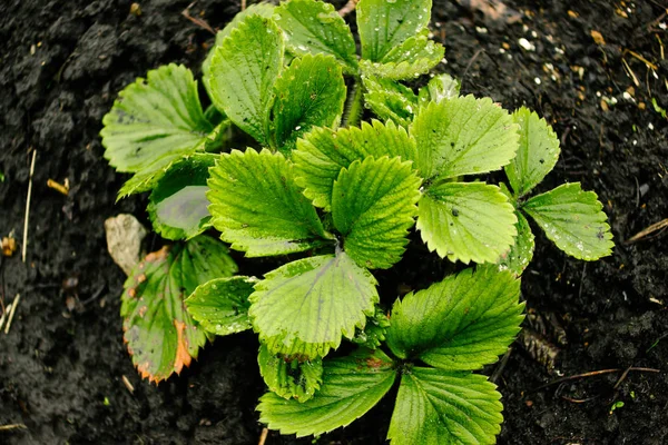 Cespuglio Fragole Cresce Terreno Durante Giorno Primavera — Foto Stock