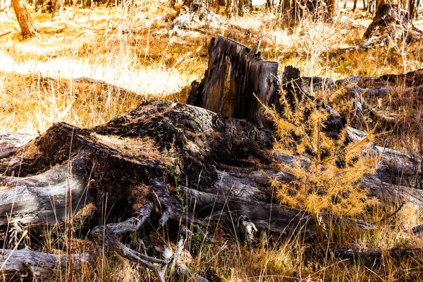 Viejo Tocón Madera Bosque Otoño — Foto de Stock