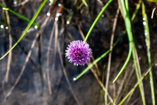 Purple wild onion flower on green grass