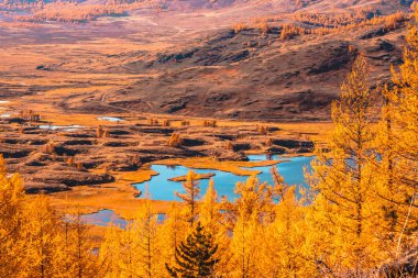 Altın Sonbahar dağlarda. Panoramik dağ kar ridge ve sarı larches. Seyahat altay.