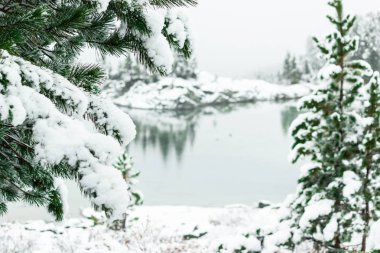 Winter forest on shore of mountain lake. Snow on pines, snowfall