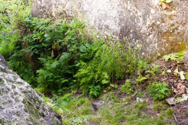Dağlardaki kayaların üzerinde yeşil bitkiler. Kazanma iradesi, aşırı koşullarda hayatta kalma