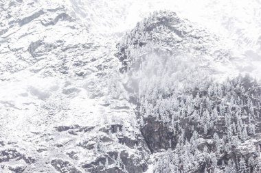 Dağlarda kış. Tepenin yamacında karlı çamlar, kardan sonra ormanın soğuk havası