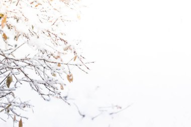 Kış ormanlarında kar altında sarı yapraklı dallar