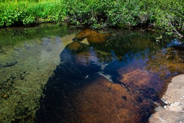 Bankalar boyunca yeşil çimenli orman gölü