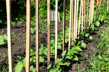 Bahar bahçesinde taze fasulyeler yetişir.
