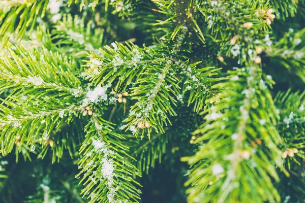 Zweige Von Kiefern Fichten Oder Zedern Wald — Stockfoto