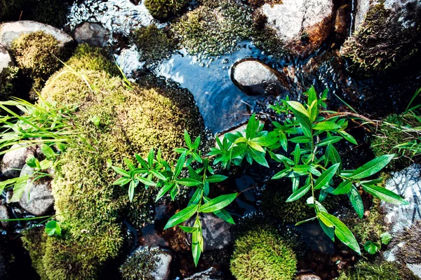 Πράσινο Γρασίδι Φυτρώνει Βράχους Δίψα Για Ζωή Αφοσίωση Και Χαρακτήρα — Φωτογραφία Αρχείου