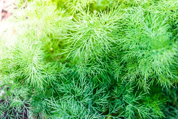 Green Leaves Dill Grow Ground Garden — Stock Photo, Image