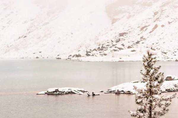 Зимова Погода Гірській Річці Снігові Сосни Озері — стокове фото