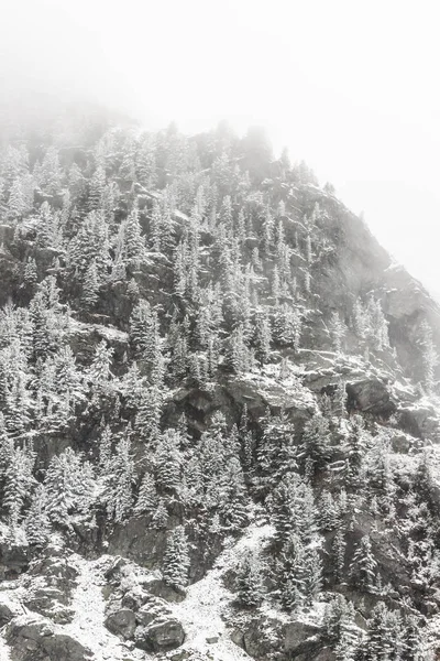 Зима Горах Снігові Сосни Схилі Пагорба Морозна Погода Лісі Після — стокове фото