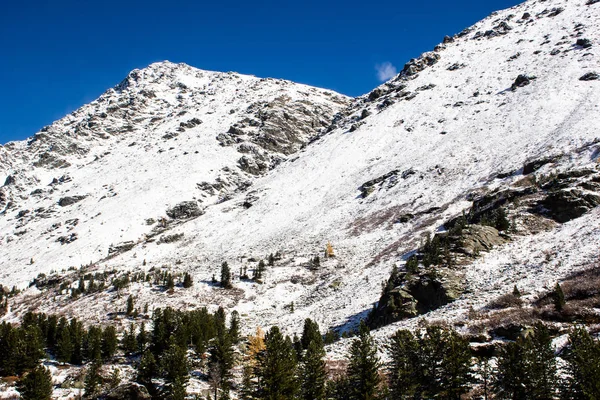 Montes Nevados Floresta Coníferas Vale Montanha — Fotografia de Stock