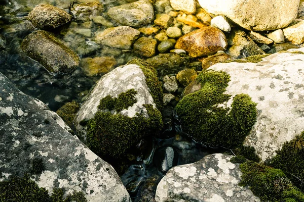 Зелений Мох Вологих Каменях Річці — стокове фото
