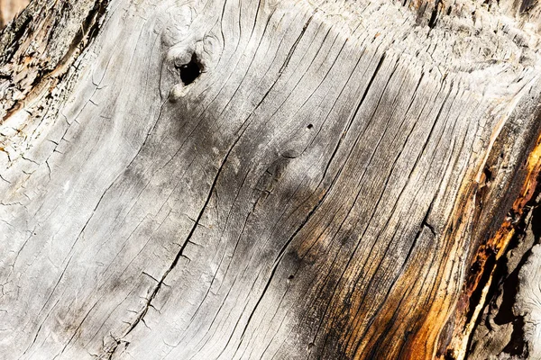 旧干树桩 无树皮为背景 — 图库照片