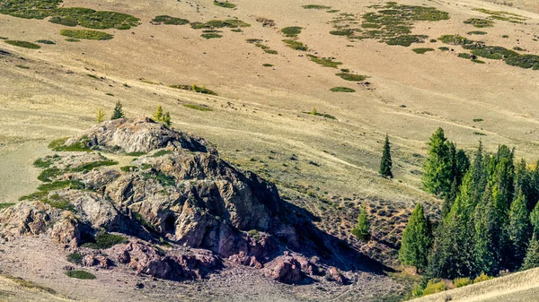 Rochers Bosquets Arbres Dans Steppe Altaï — Photo