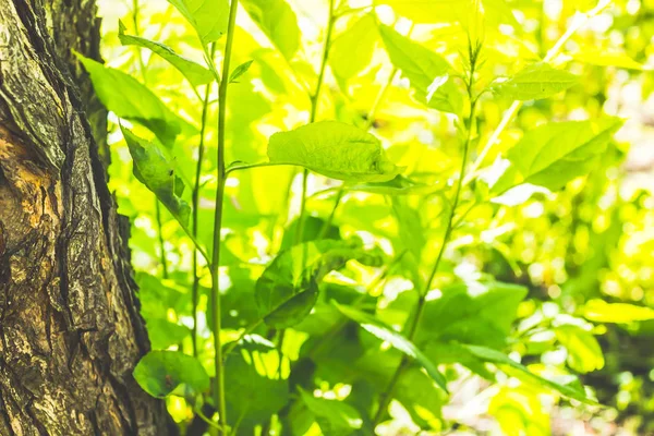 Green Leaves Young Branches Tree Spring Garden — Stock Photo, Image