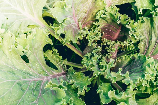 Kubis Daun Untuk Memasak Salad Makan Vegetarian Gaya Hidup Sehat — Stok Foto