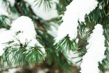Çam dallarında yumuşacık kar. Ladin ormanında kış.